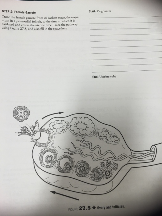 Solved Trace the female gamete from its earliest stage, the