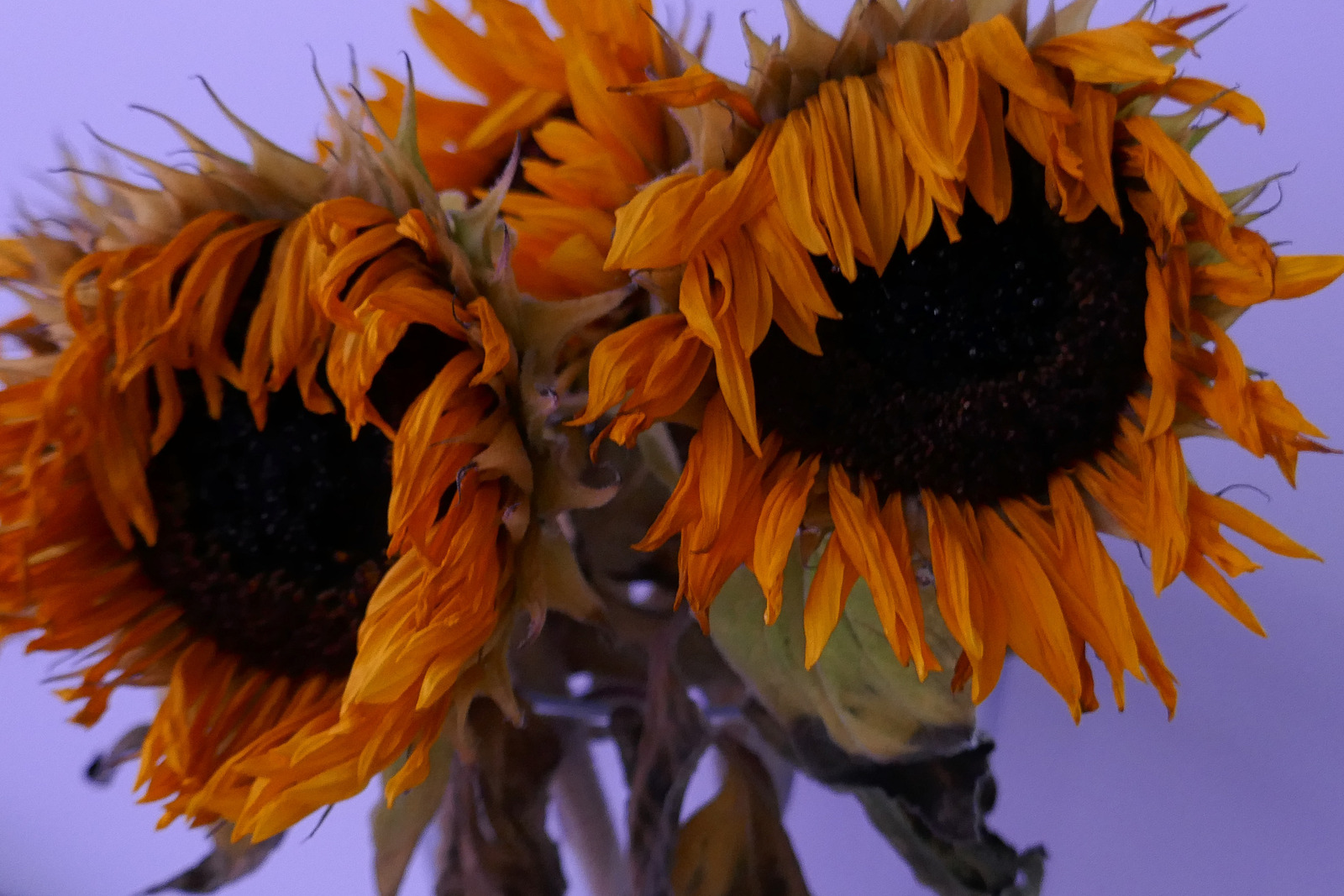 Bart Senders Wilted sunflowers