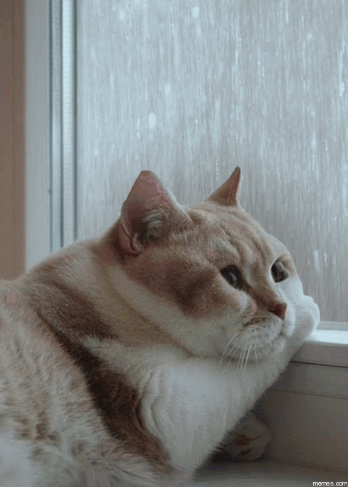 Sad cat