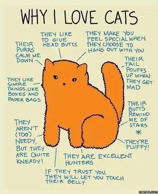 Why I love cats...