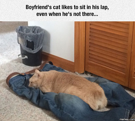 Boyfriend's cat likes to sit on his lap