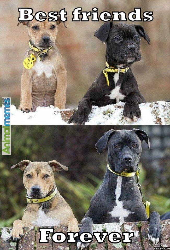 Best friend forever...