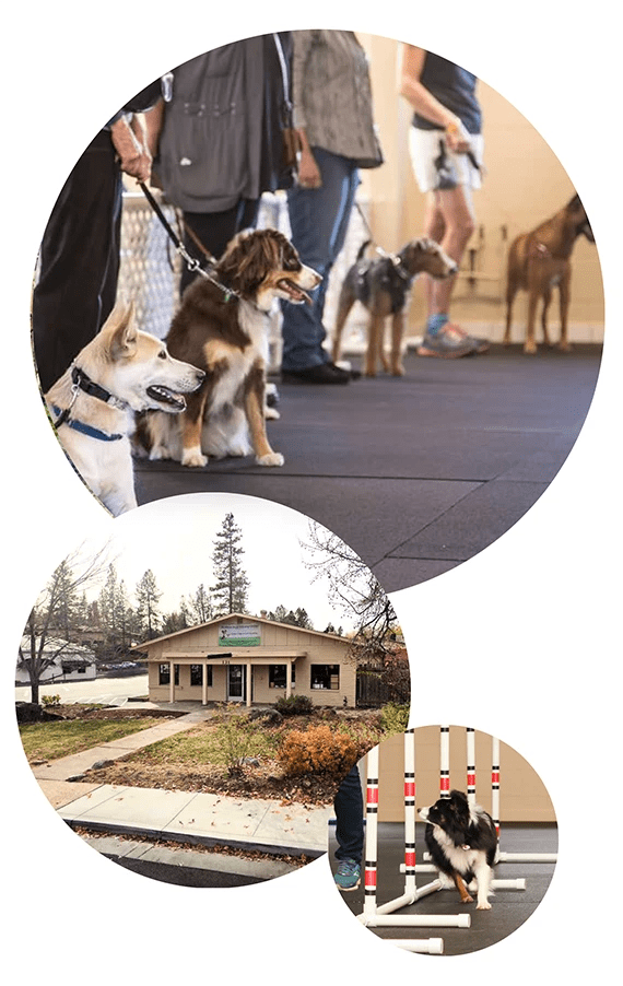 Dog Training Center in Grass Valley, California Dog Trainer