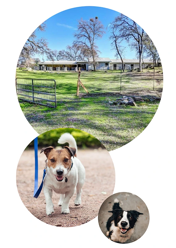 Dog Training Center in Penn Valley, California Dog Trainer