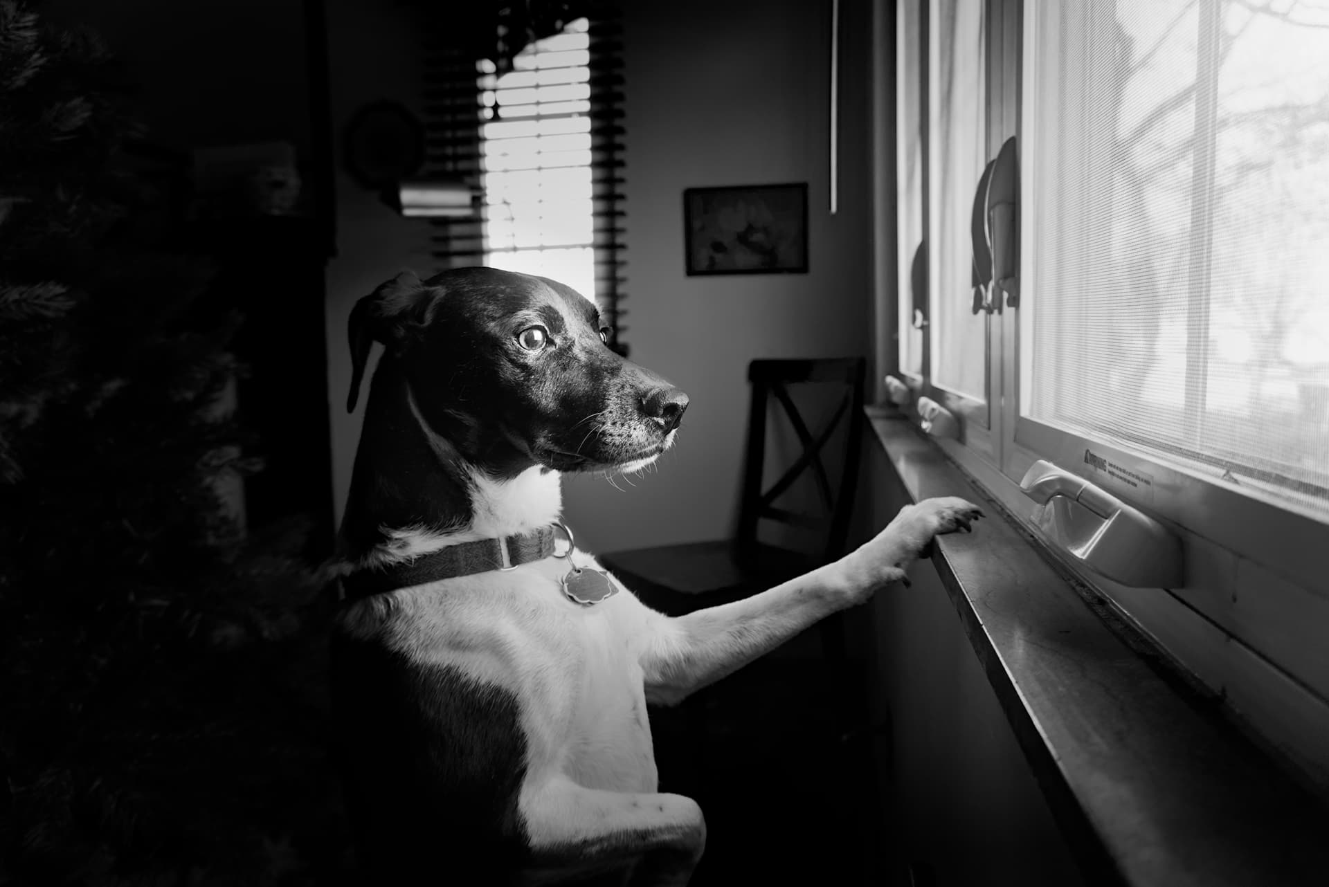 Black and White Dog multiple light sources Play Raw