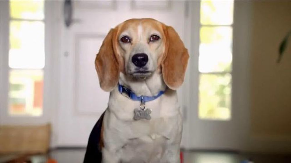 The Shelter Pet Project TV Commercial, 'Toys' iSpot.tv