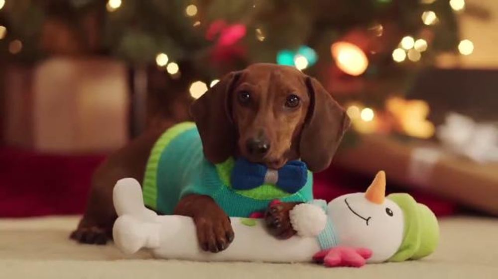 Whos The Duo Singing Petsmart Christmas Commercial 2022 Petsmart Tv Spot, 'Holidays: Dachshund Christmas' Song By Quee - Ispot.tv
