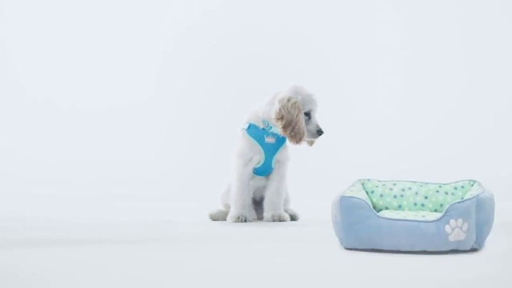 Whos The Duo Singing Petsmart Christmas Commercial 2022 Petsmart Puppy Guide Tv Spot, 'Forever Home' Song By Quee - Ispot.tv
