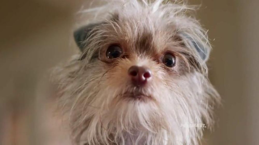 PetSmart TV Commercial, 'Rivalries' Song by Queen iSpot.tv