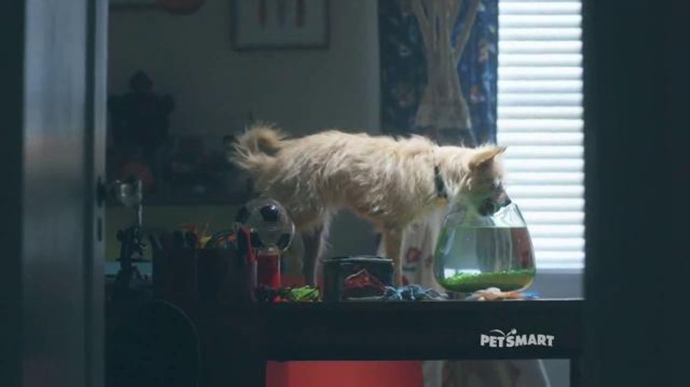 Whos The Duo Singing Petsmart Christmas Commercial 2022 Petsmart Tv Spot, 'Good Boy' Song By Quee - Ispot.tv