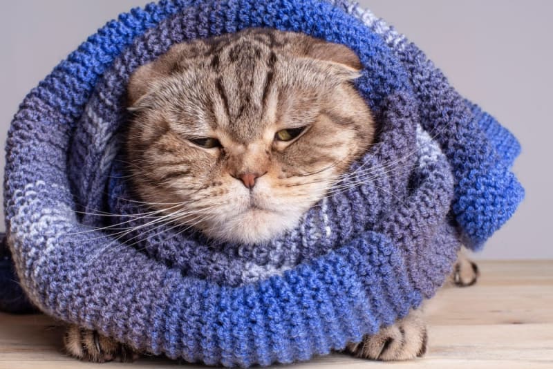 Cat &amp; Colds Can They Get Them &amp; What to Do La Pine Animal Hospital