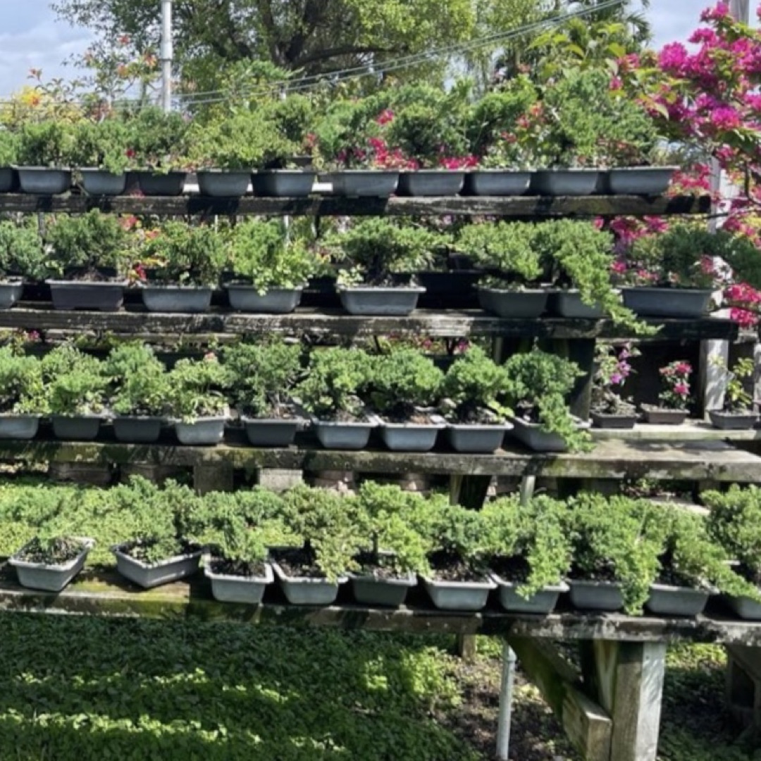 Miami Bonsai Specialist