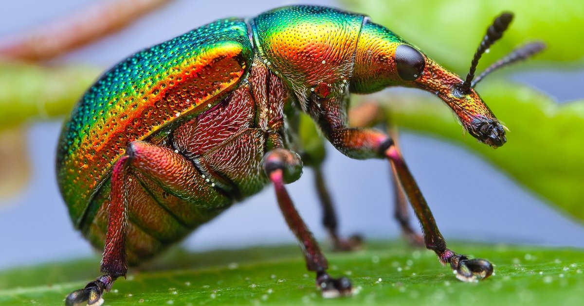 Click the Insect Orders Quiz