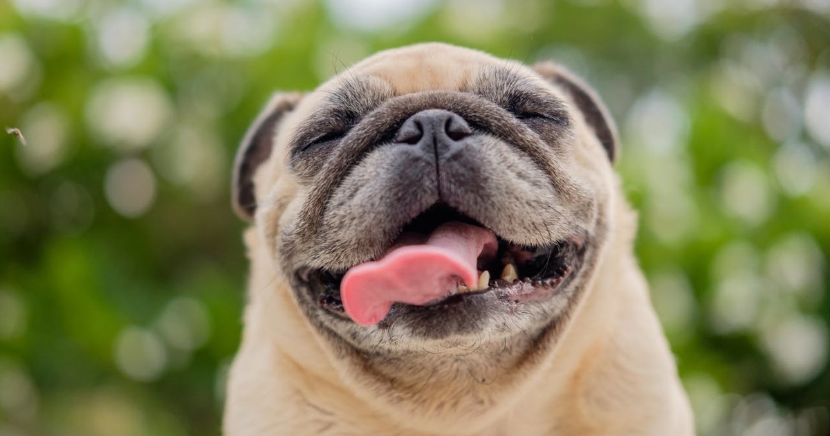 AKC Dog Breeds by Any Word Quiz