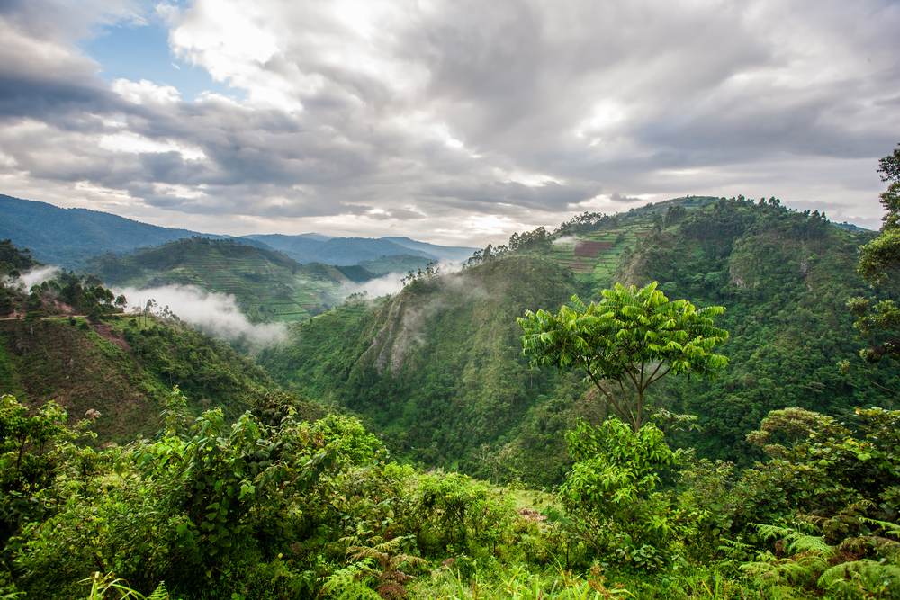 Bwindi National Park Safaris Tours & Budget Packages to