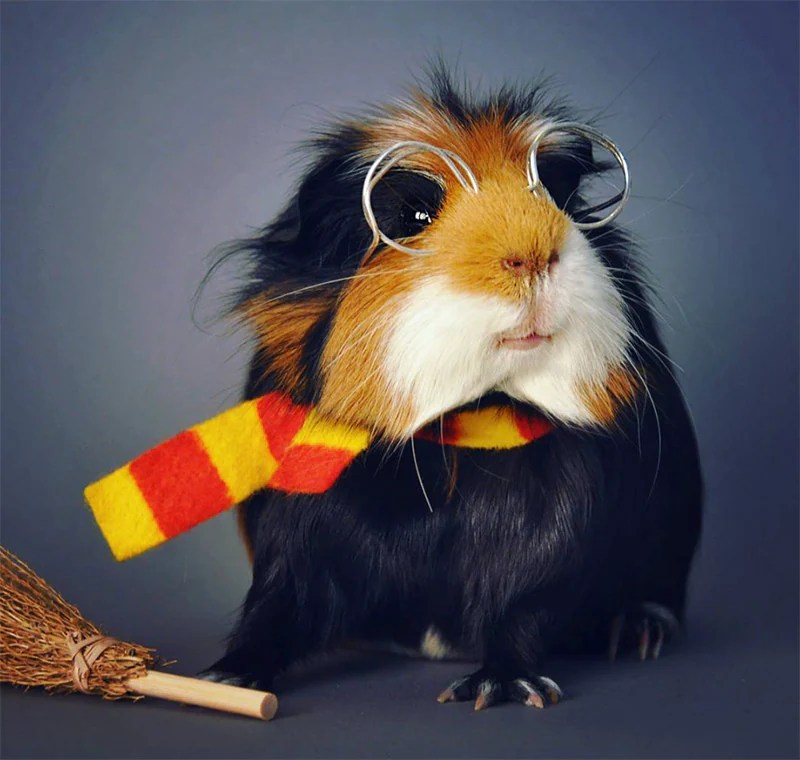 13 Epically Cute Guinea Pig Costumes That Win Halloween