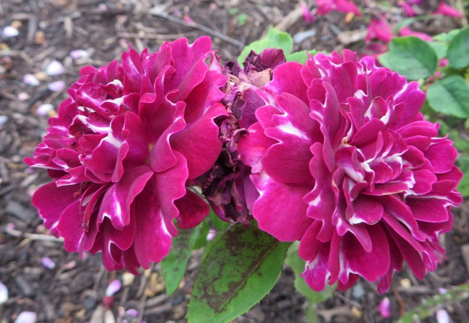 Celebrating Heritage Roses in Australia Display and Garden Walks