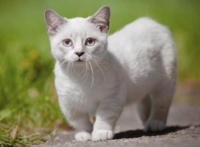 Pourquoi adopter un chat Munchkin ? Yummypets