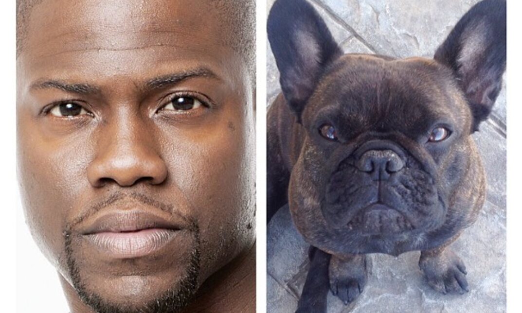 These Dogs Totally Look Like Hollywood Celebrities Journalistate
