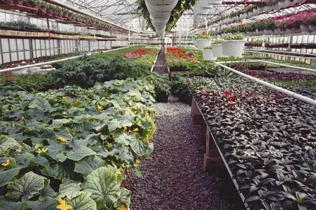 Photo Gallery Gemmell's Garden Centre Smiths Falls