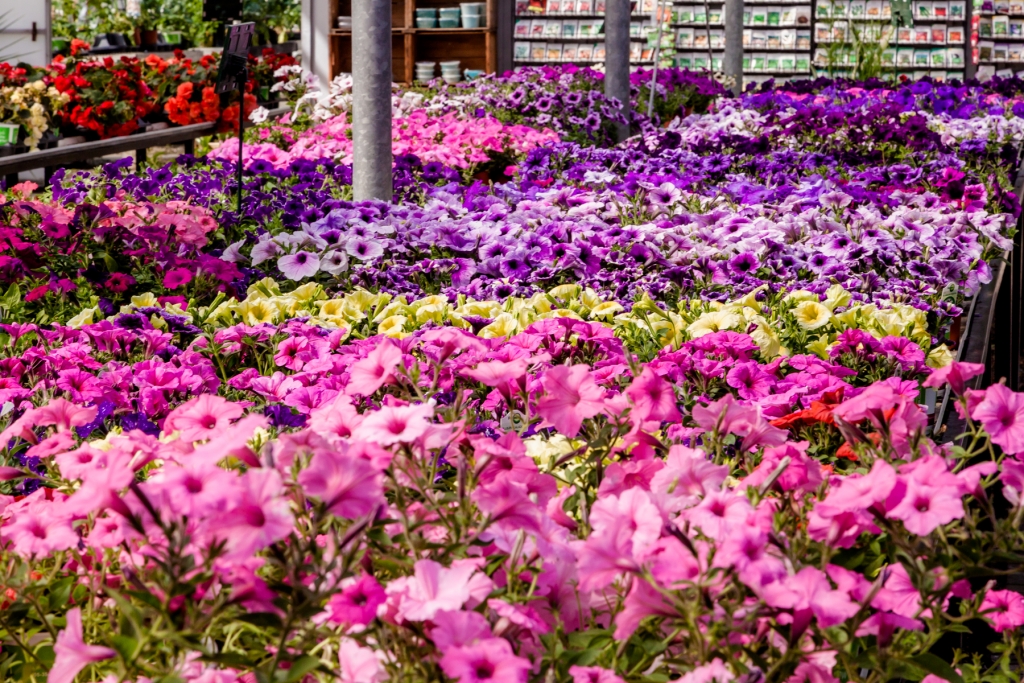 Take a Virtual Tour County Basket Garden Centre Niagara Greenhouse