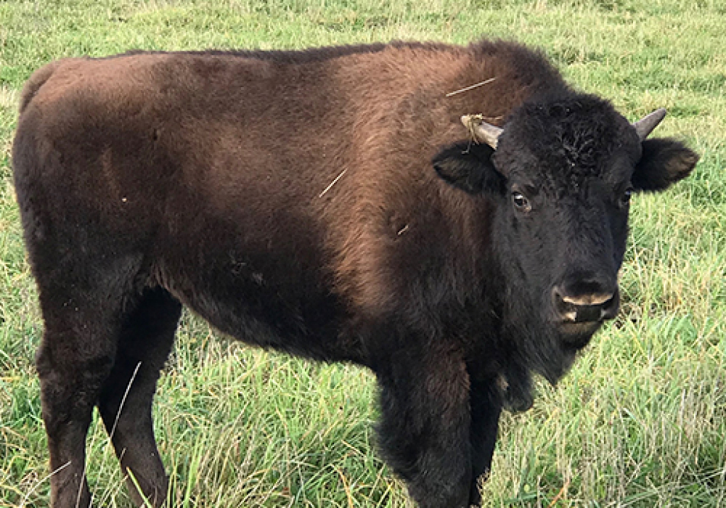 Thunder Ridge Bison Farm Uxbridge Studio Tour