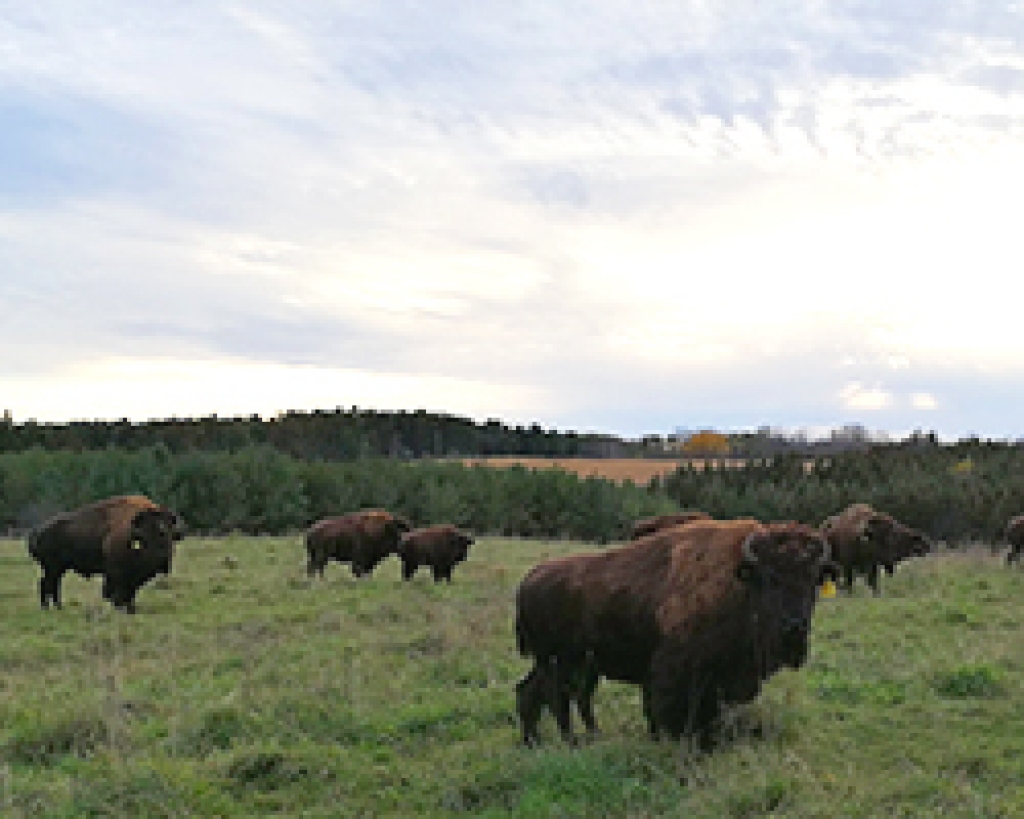 Thunder Ridge Bison Farm Uxbridge Studio Tour