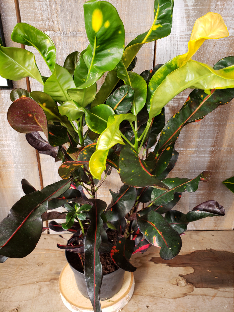 indoor jungle, houseplants