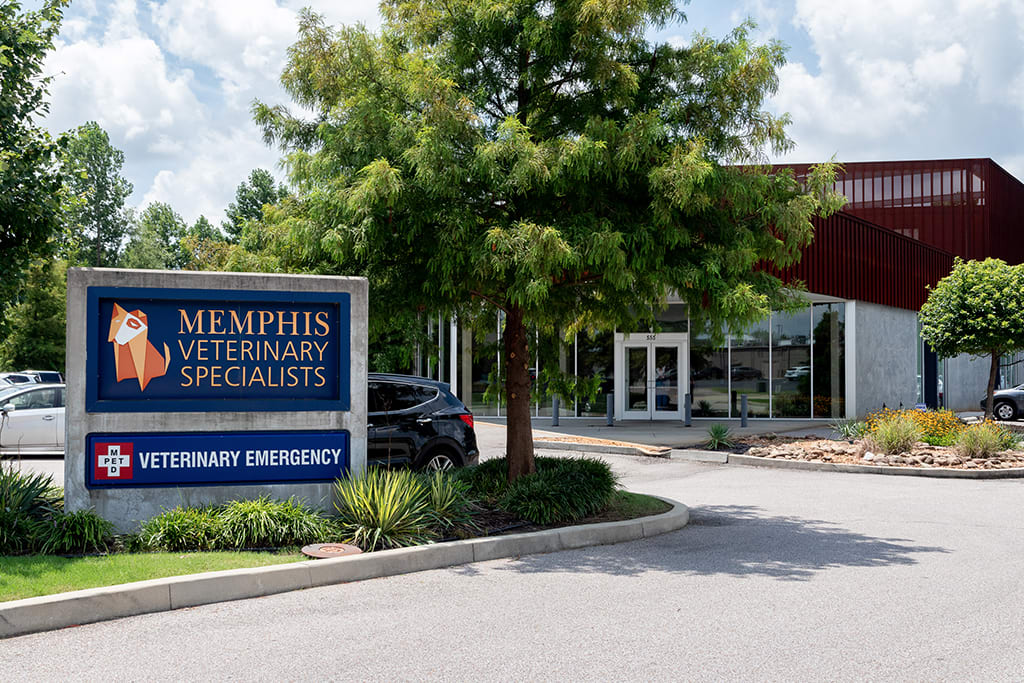 Hospital Tour Memphis Veterinary Specialists & Emergency