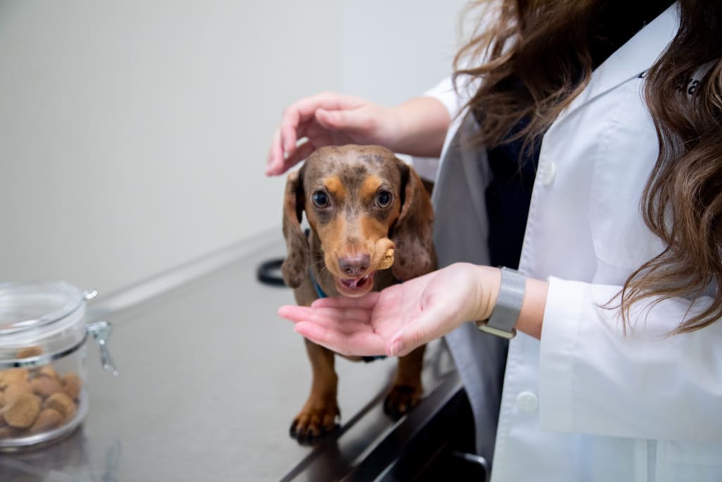 About Germantown Parkway Animal Hospital Veterinarians