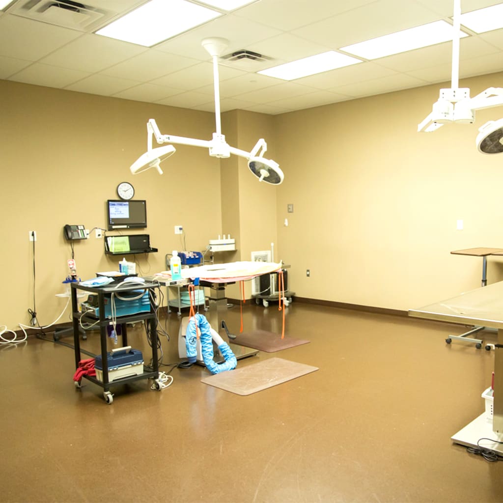 Hospital Tour Arkansas Veterinary Emergency & Specialists Little