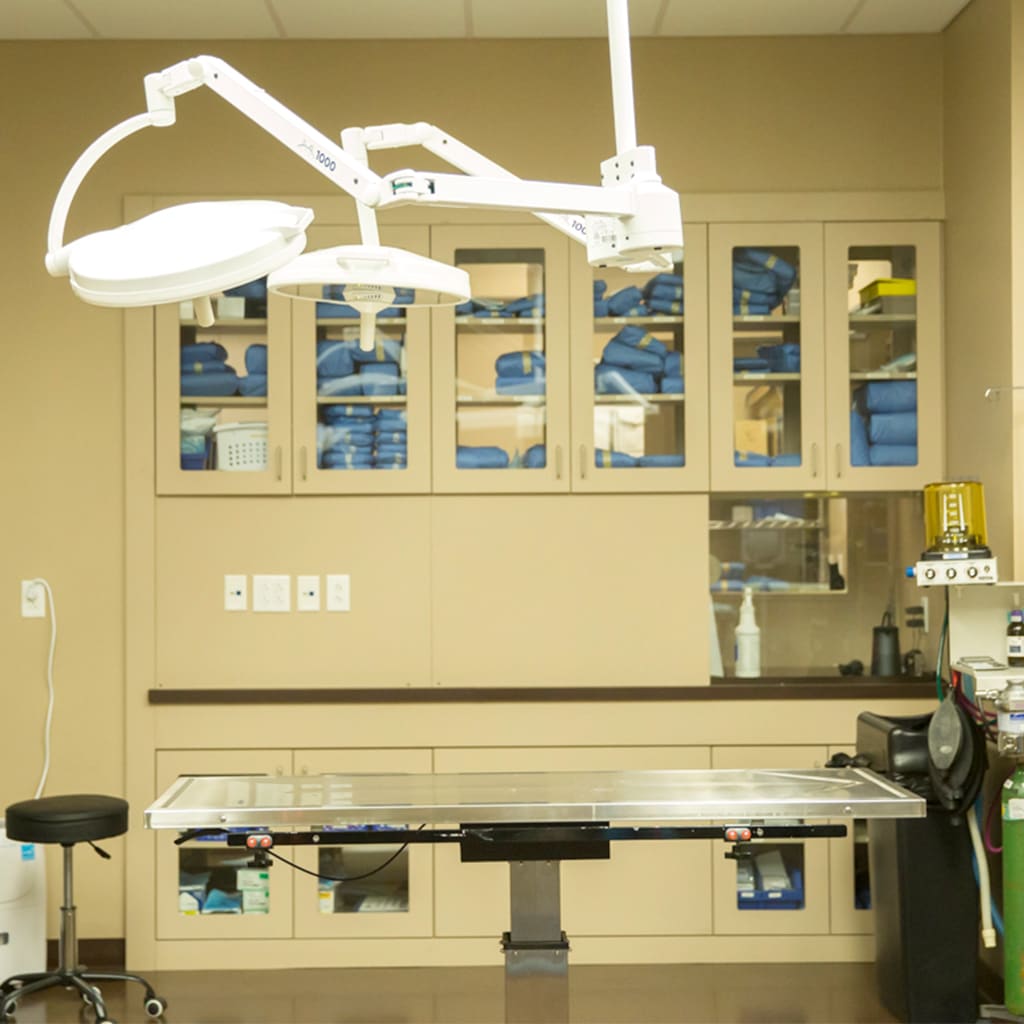 Hospital Tour Arkansas Veterinary Emergency & Specialists Little