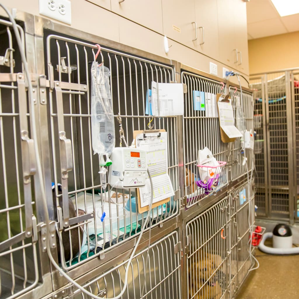 Hospital Tour Arkansas Veterinary Emergency & Specialists Little