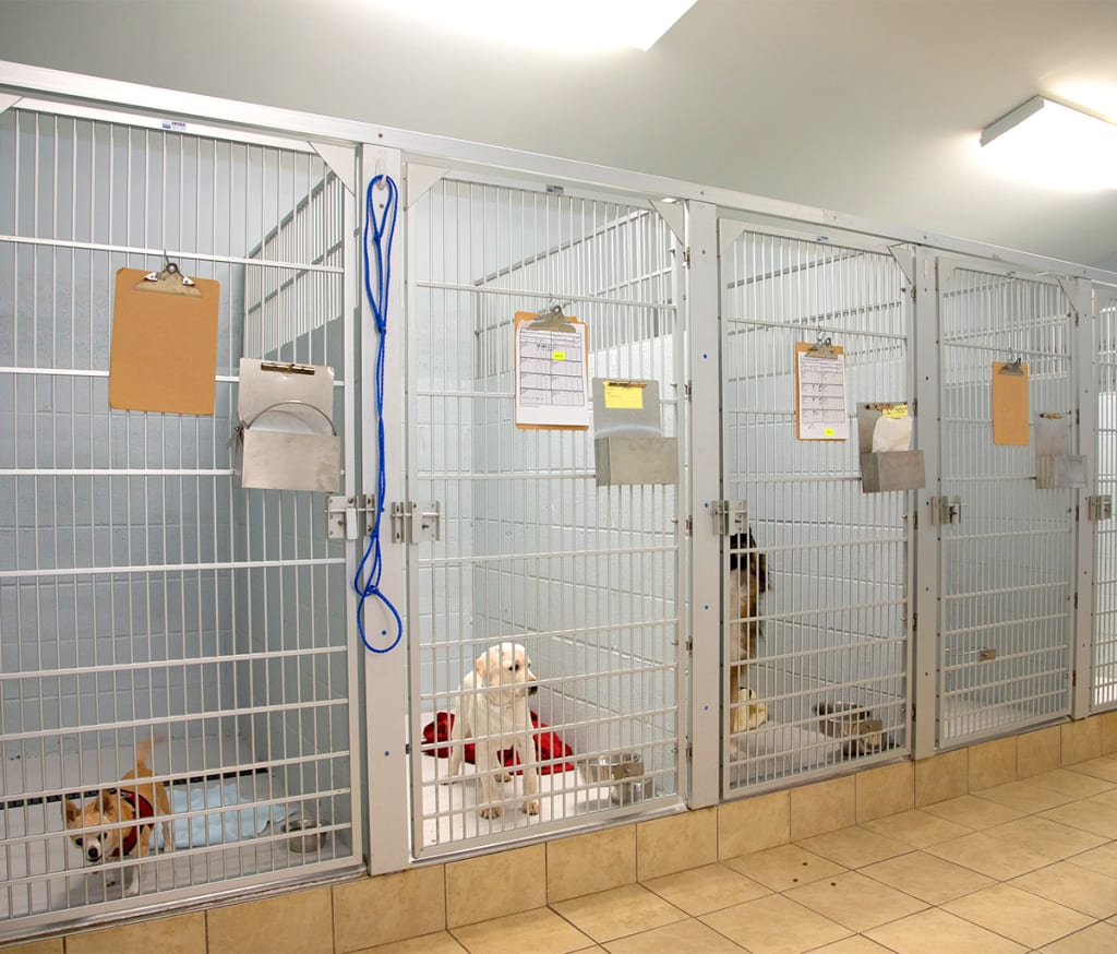 Hospital Tour Animal Hospital Waxhaw, North Carolina