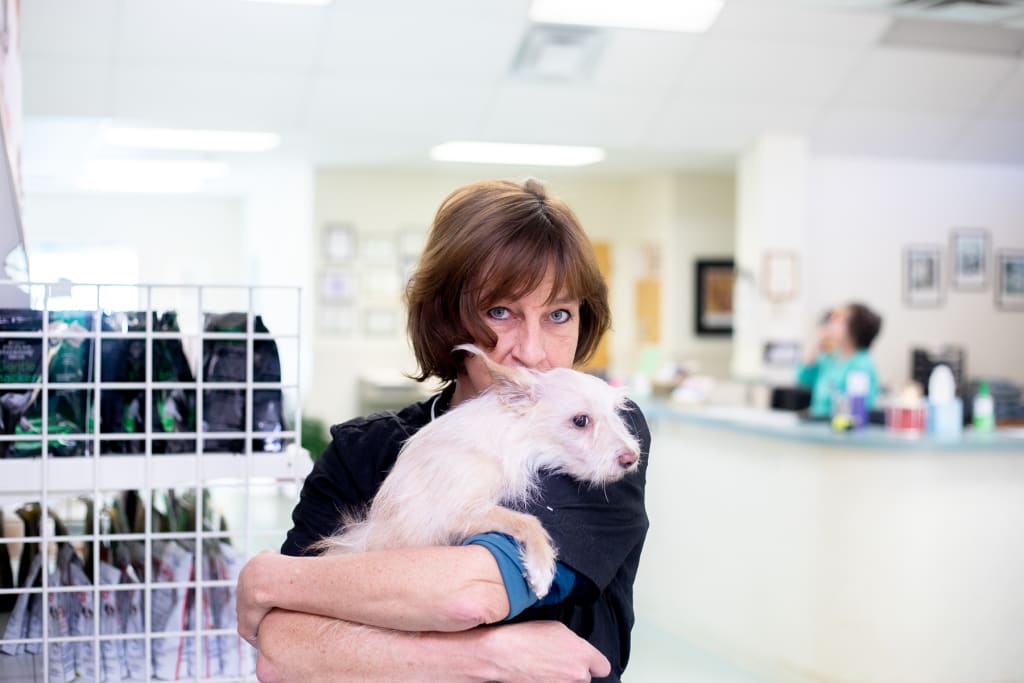 Daycare, Boarding & Grooming for Dogs & Cat in Clemmons, NC