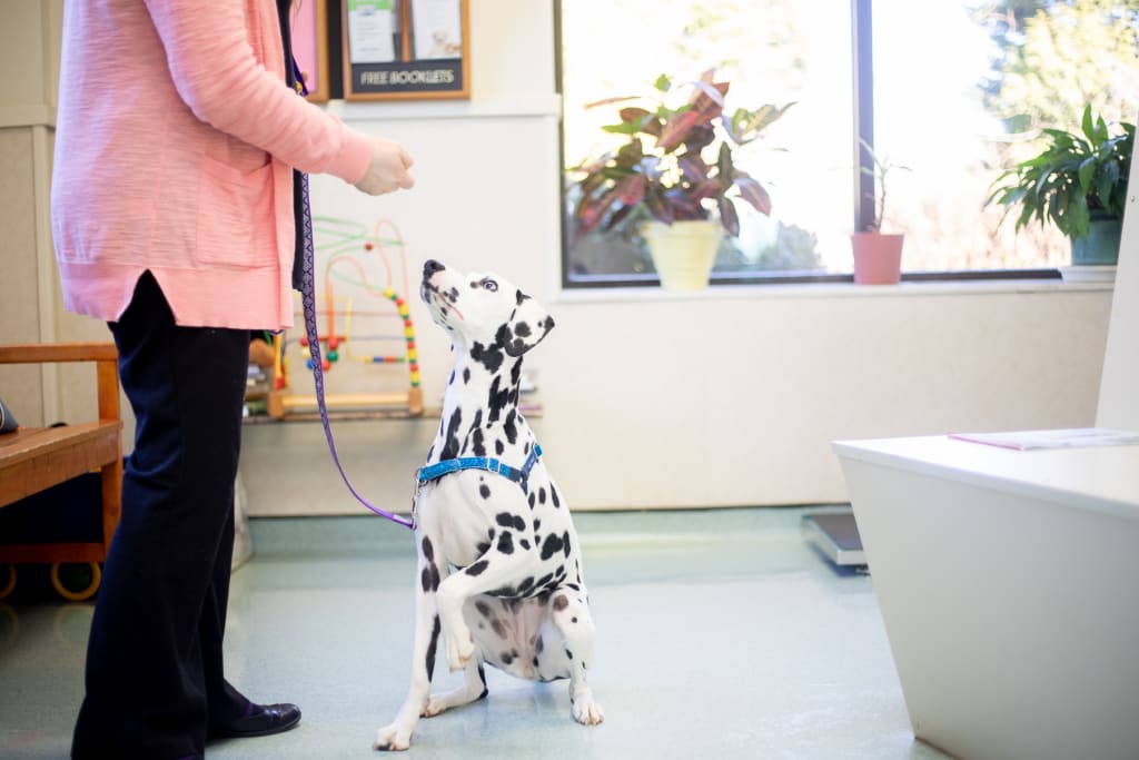 Daycare, Boarding & Grooming for Dogs & Cat in Clemmons, NC