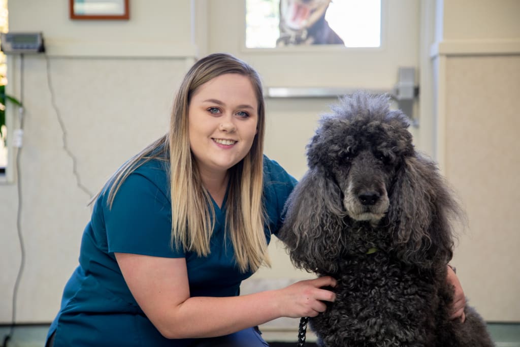 Daycare, Boarding & Grooming for Dogs & Cat in Clemmons, NC