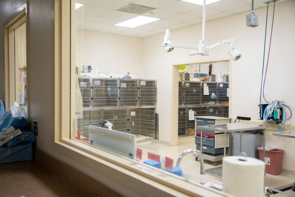 Hospital Tour Carolina Veterinary Specialists in Matthews