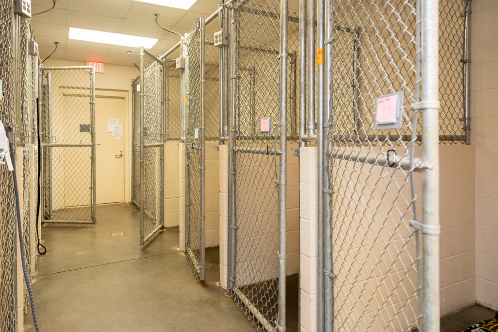 Hospital Tour Carolina Veterinary Specialists in Matthews