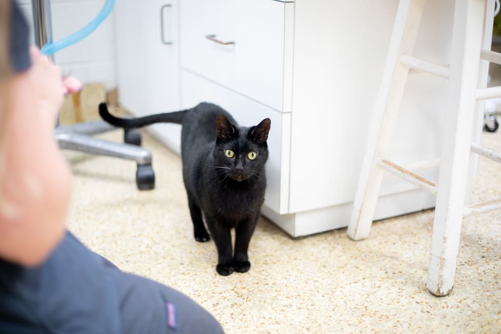 About our GuilfordJamestown Vet Hospital in Greensboro Open 6 Days a