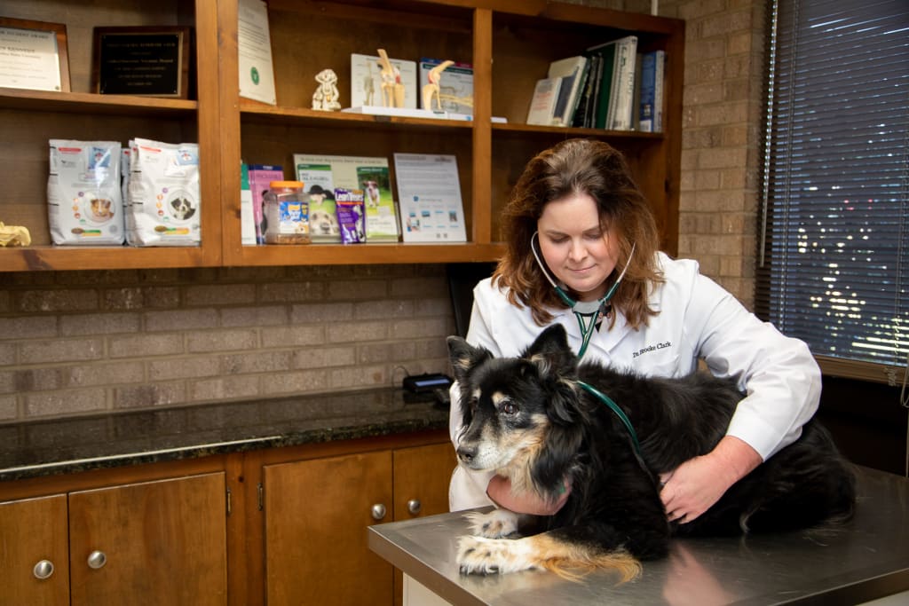 Hospital Tour GuilfordJamestown Veterinary Hospital