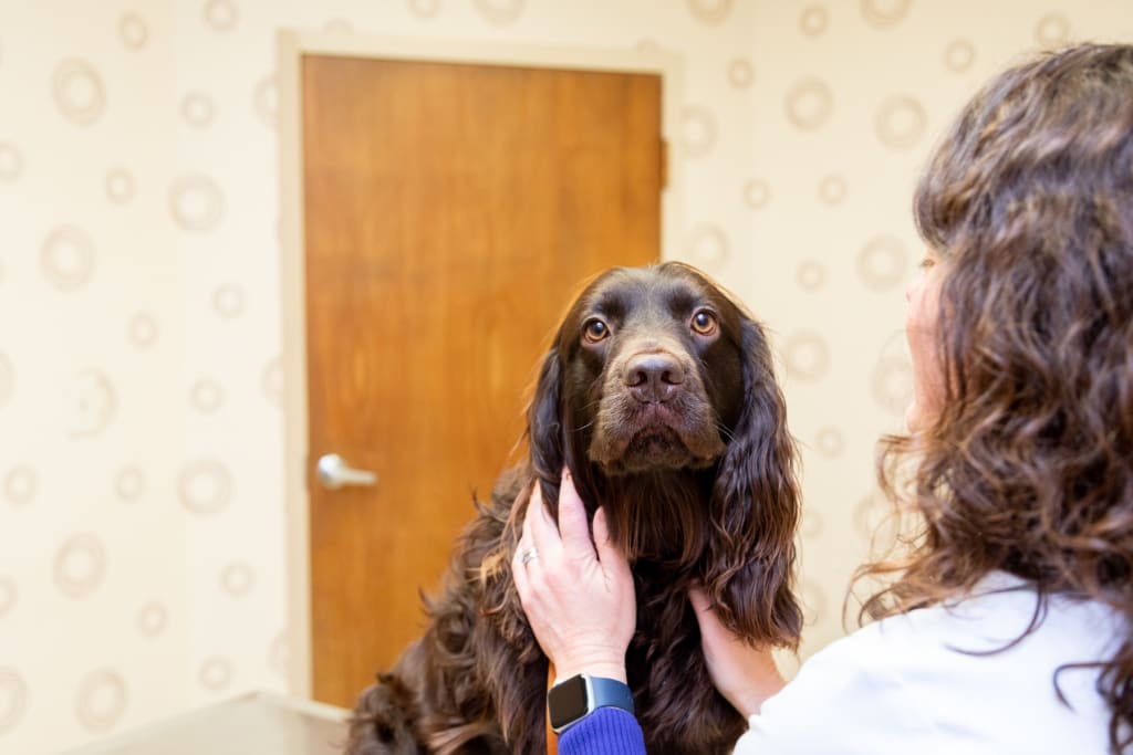 Hospital Tour GuilfordJamestown Veterinary Hospital
