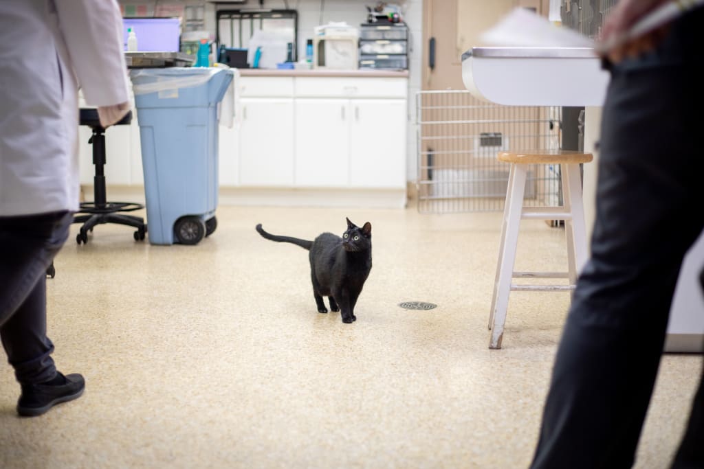 Hospital Tour GuilfordJamestown Veterinary Hospital