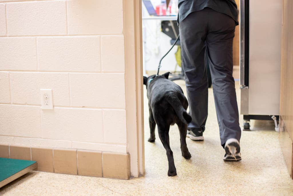 Hospital Tour GuilfordJamestown Veterinary Hospital