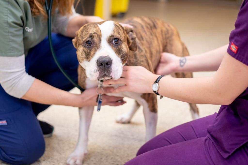 Patients Information Carolina Veterinary Specialist in Matthews, NC
