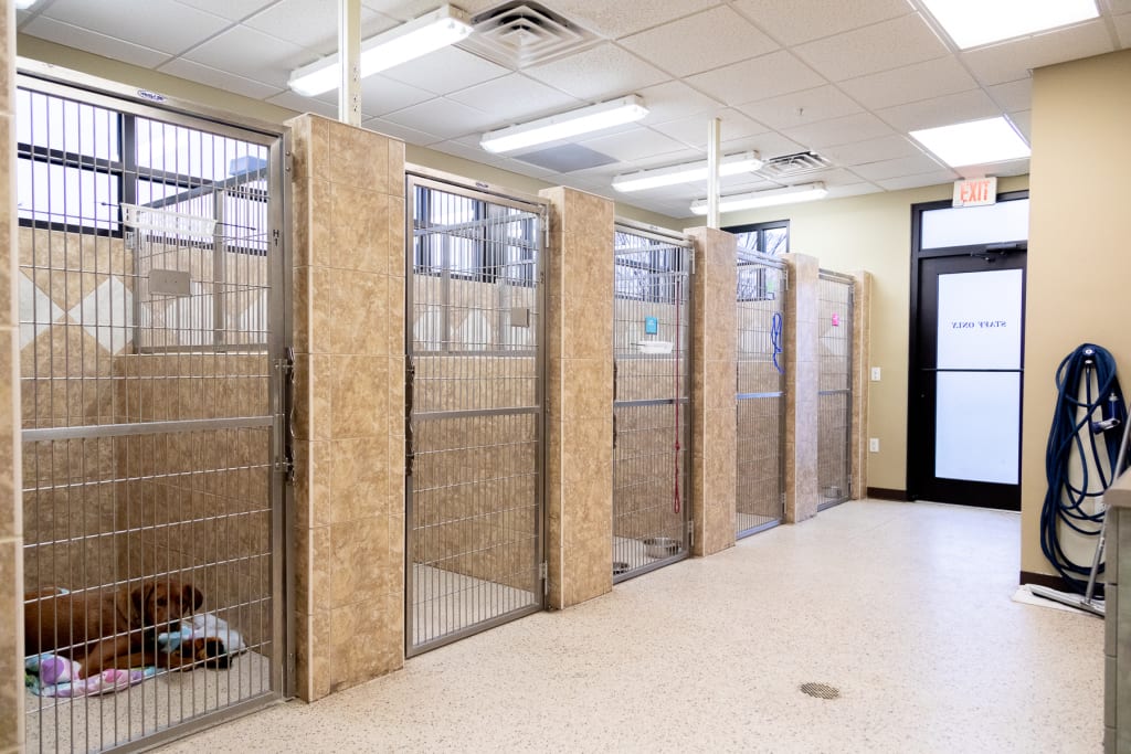 About Western Carolina Animal Hospital Flat Rock, NC