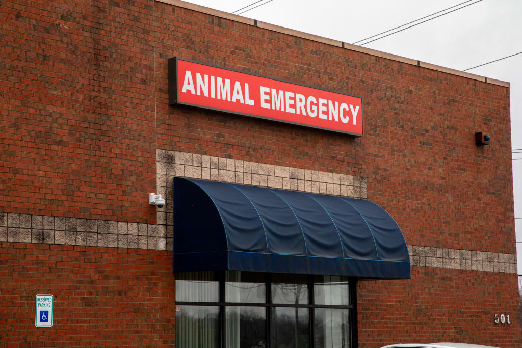 Hospital Tour Carolina Veterinary Specialists in Greensboro