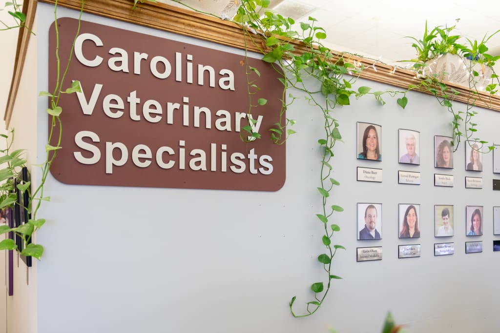 Hospital Tour Carolina Veterinary Specialists in Greensboro
