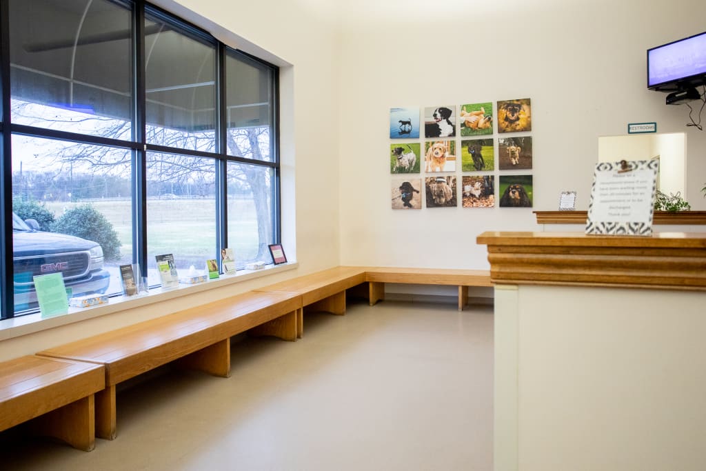 Hospital Tour Carolina Veterinary Specialists in Greensboro