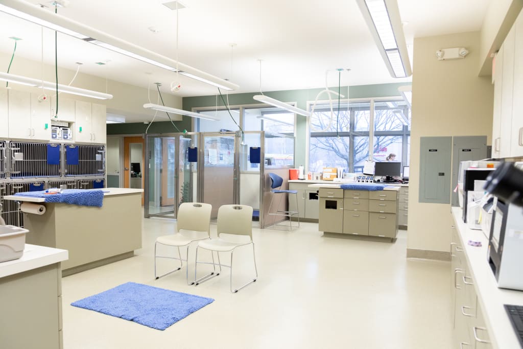 All Pets Animal Hospital Asheville Animal Hospital of